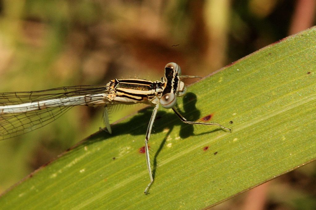 Platycnemis latipes femmina?